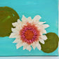 White and Pink Water Lilly